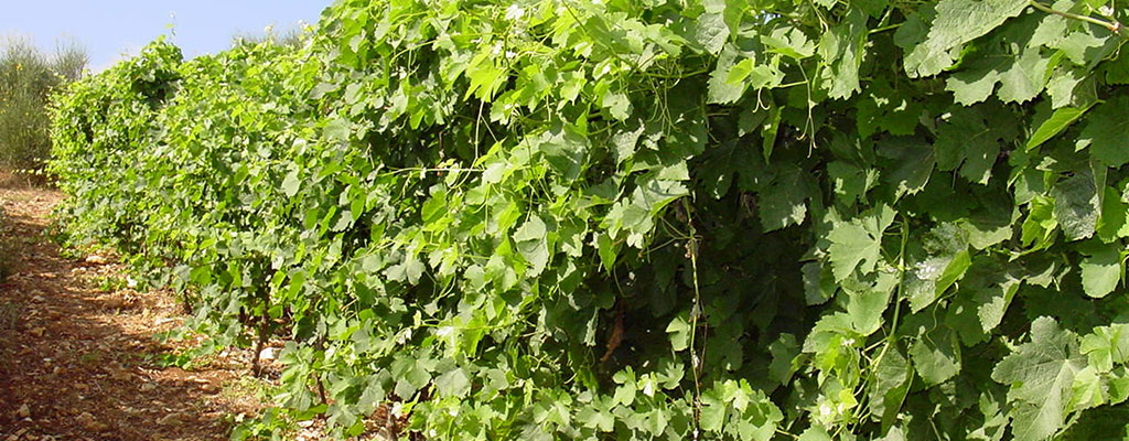 vineyard5
